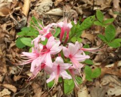 Rhododendron periclymenoides (Wild Azalea) flowers in April.