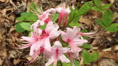 Rhododendron periclymenoides (Wild Azalea) flowers in April.