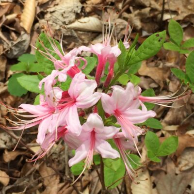 Rhododendron periclymenoides (Wild Azalea) flowers in April.