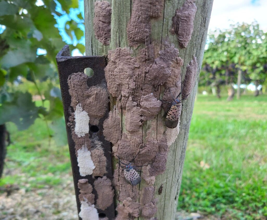 Lycorma delicatula (spotted lanternfly) females secrete a waxy white substance to protect their eggs. Photo © Heather Leach, Penn State Extension