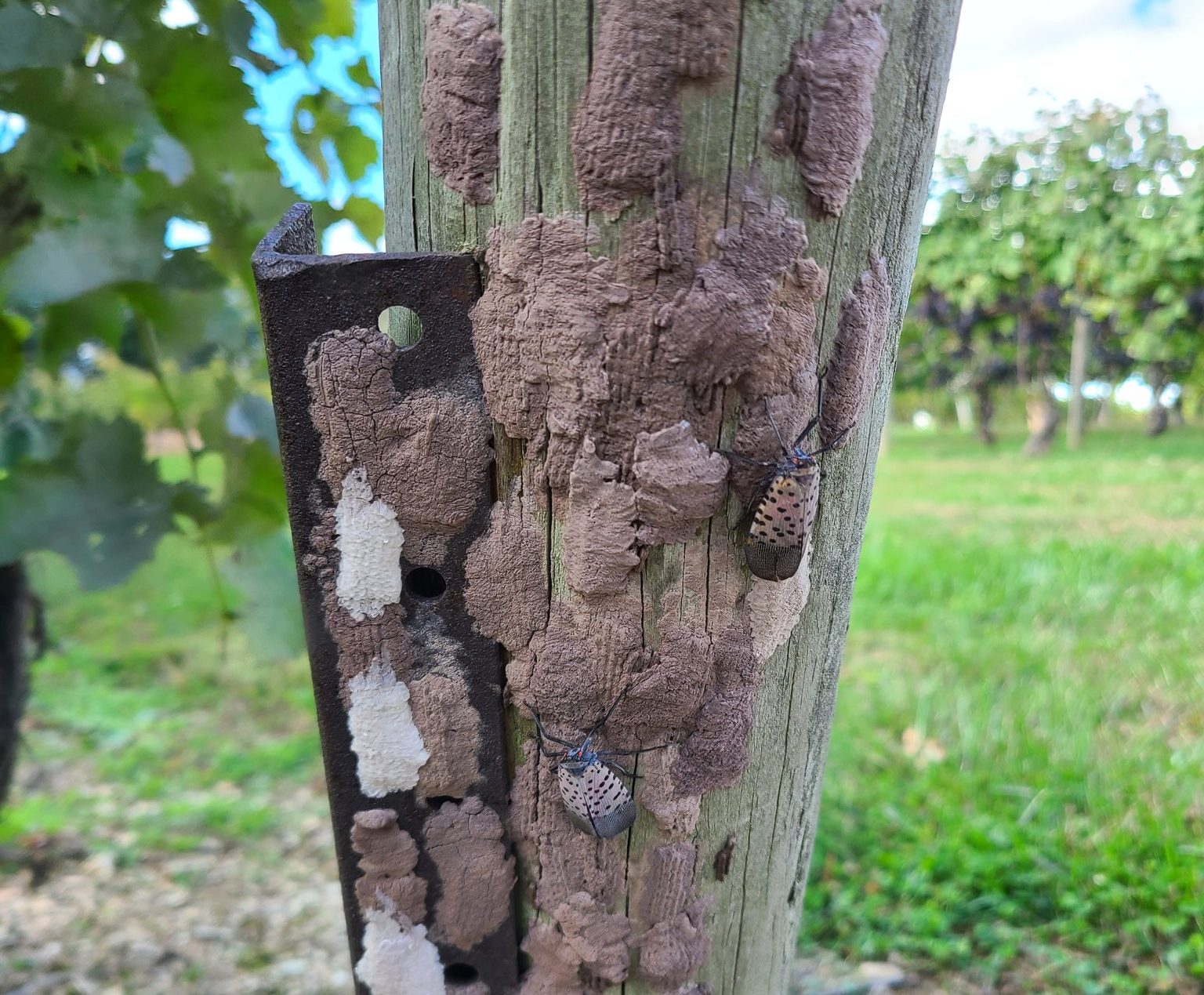 Lycorma delicatula (spotted lanternfly) females secrete a waxy white substance to protect their eggs. Photo © Heather Leach, Penn State Extension