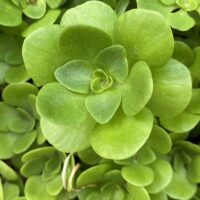 Sedum ternatum (wild stonecrop) terminal rosettes.