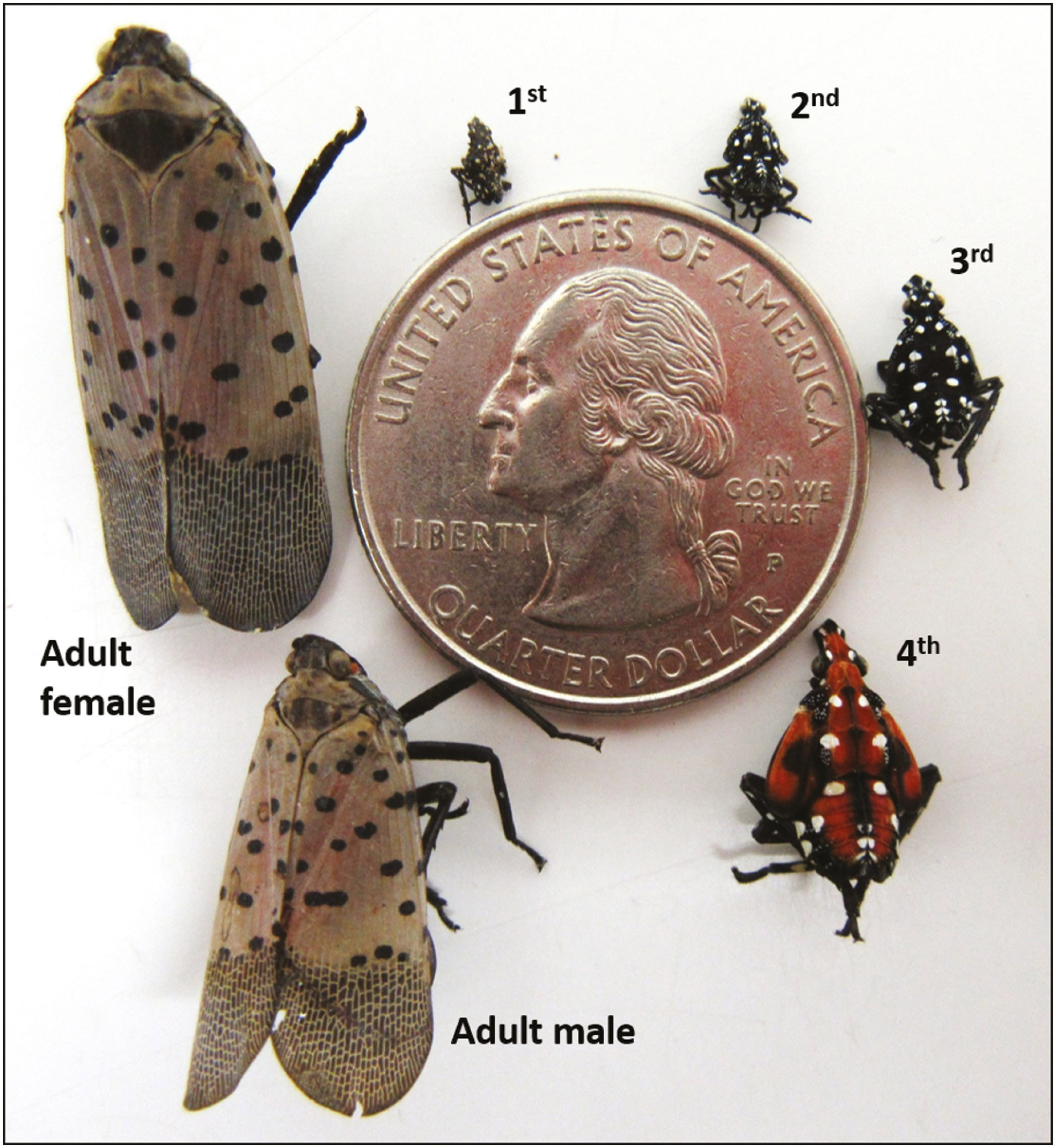 Lycorma delicatula (spotted lanternfly) life cycle. Photo courtesy US government