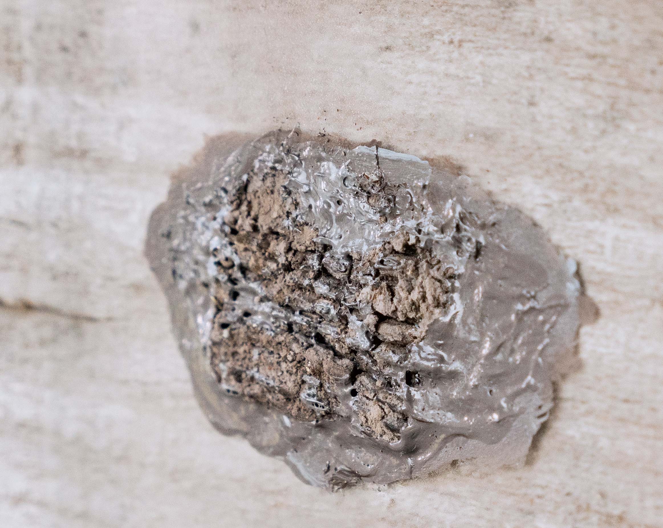 Lycorma delicatula (spotted lanternfly) egg masses can be diffiicult to spot. Photo courtesy USDA