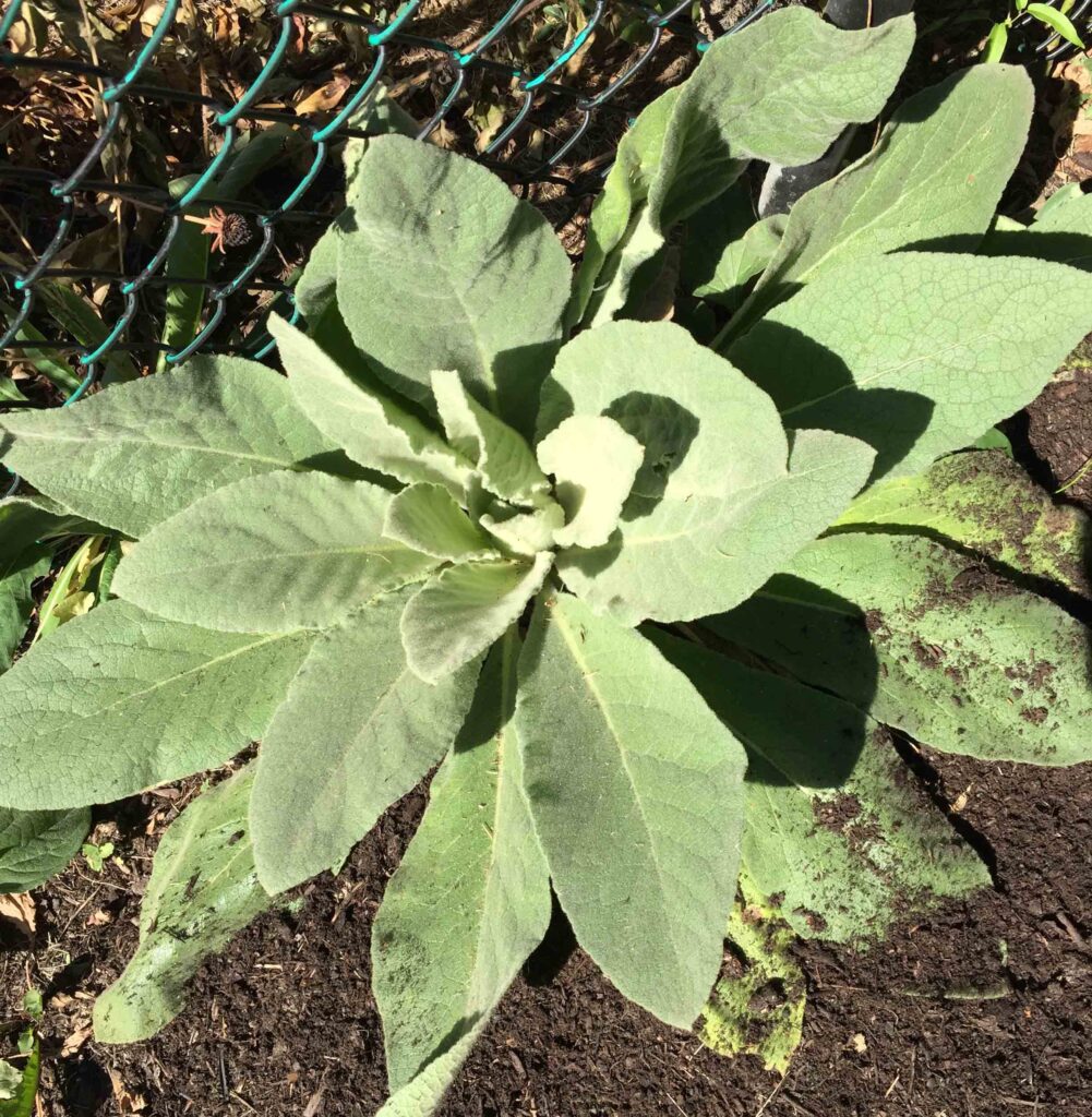 Verbascum thapsus (woolly mullein) basal rosette.