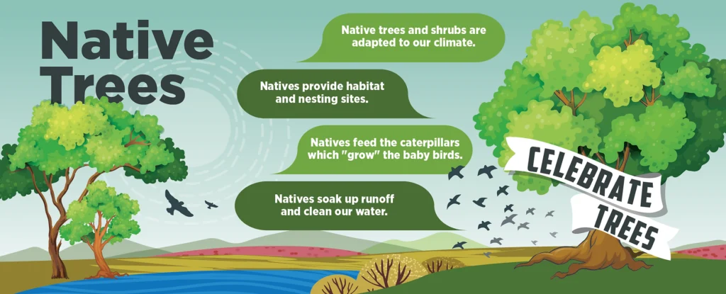 info graphic about the value of native trees
