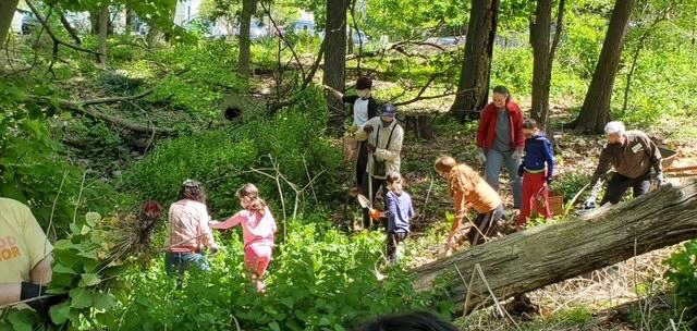 Pulling invasive in the Chapel in the Woods