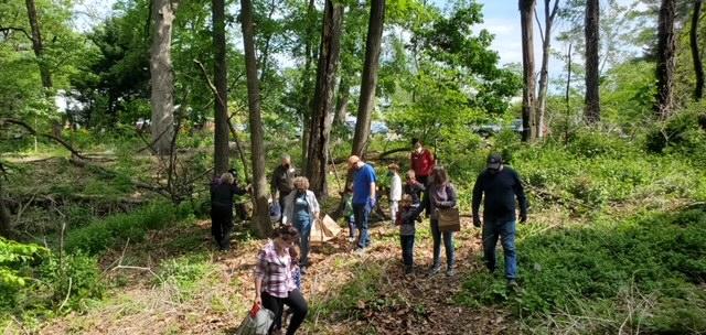 Invasive plant pull in the Chapel in the Woods.
