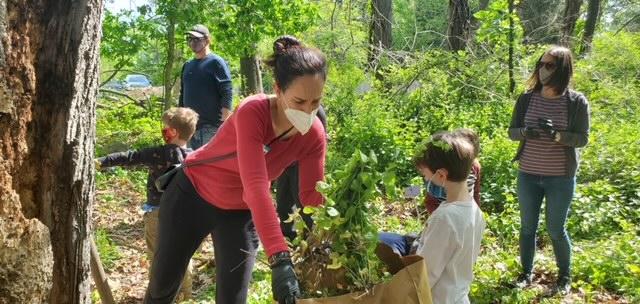 Packing away pulled invasives.
