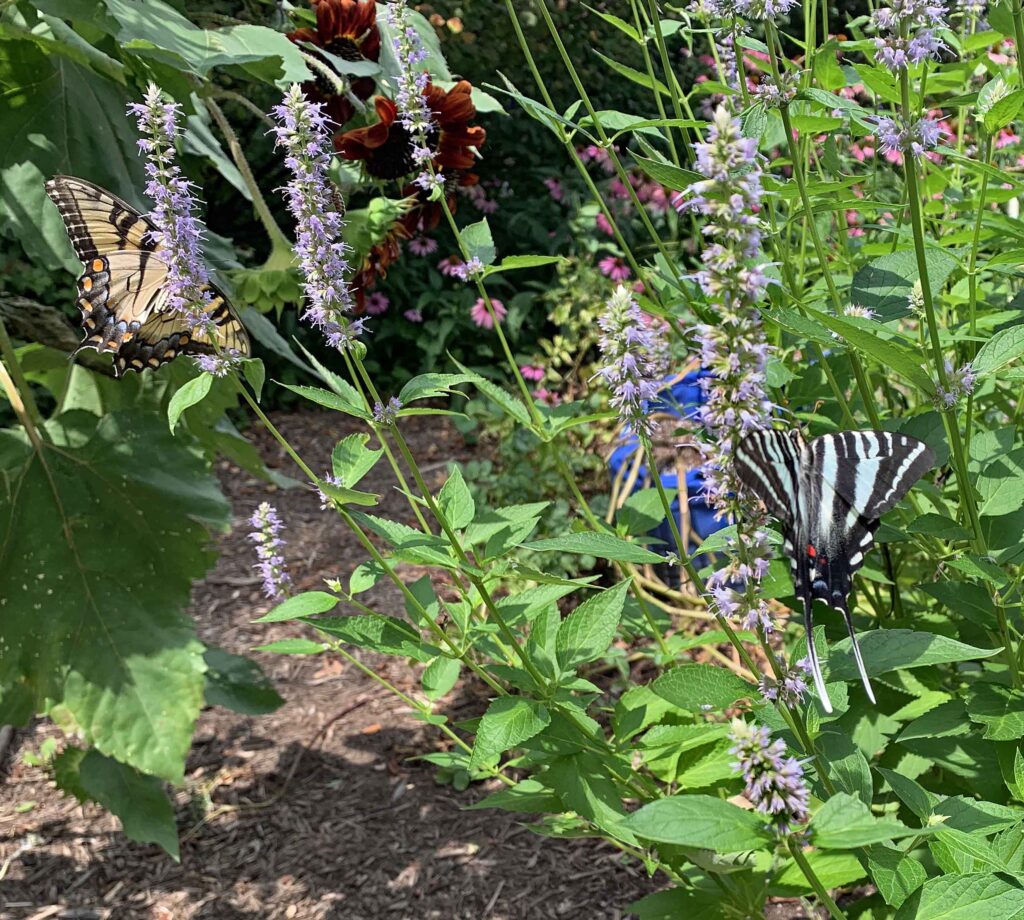 Agastache foeniculum (giant hyssop) with eastern tiger and zebra swallowtails in July.
