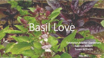 Basil Love