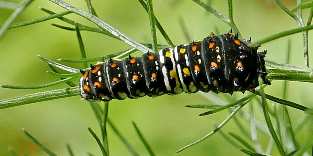 Eastern black swallowtail (Papilio polyxenes) caterpillar before molt