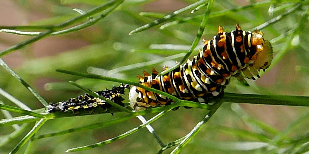 Eastern black swallowtail (Papilio polyxenes) caterpillar after molt