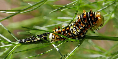 Eastern black swallowtail (Papilio polyxenes) caterpillar after molt