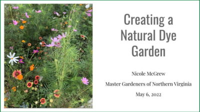Creating a Natural Dye Garden