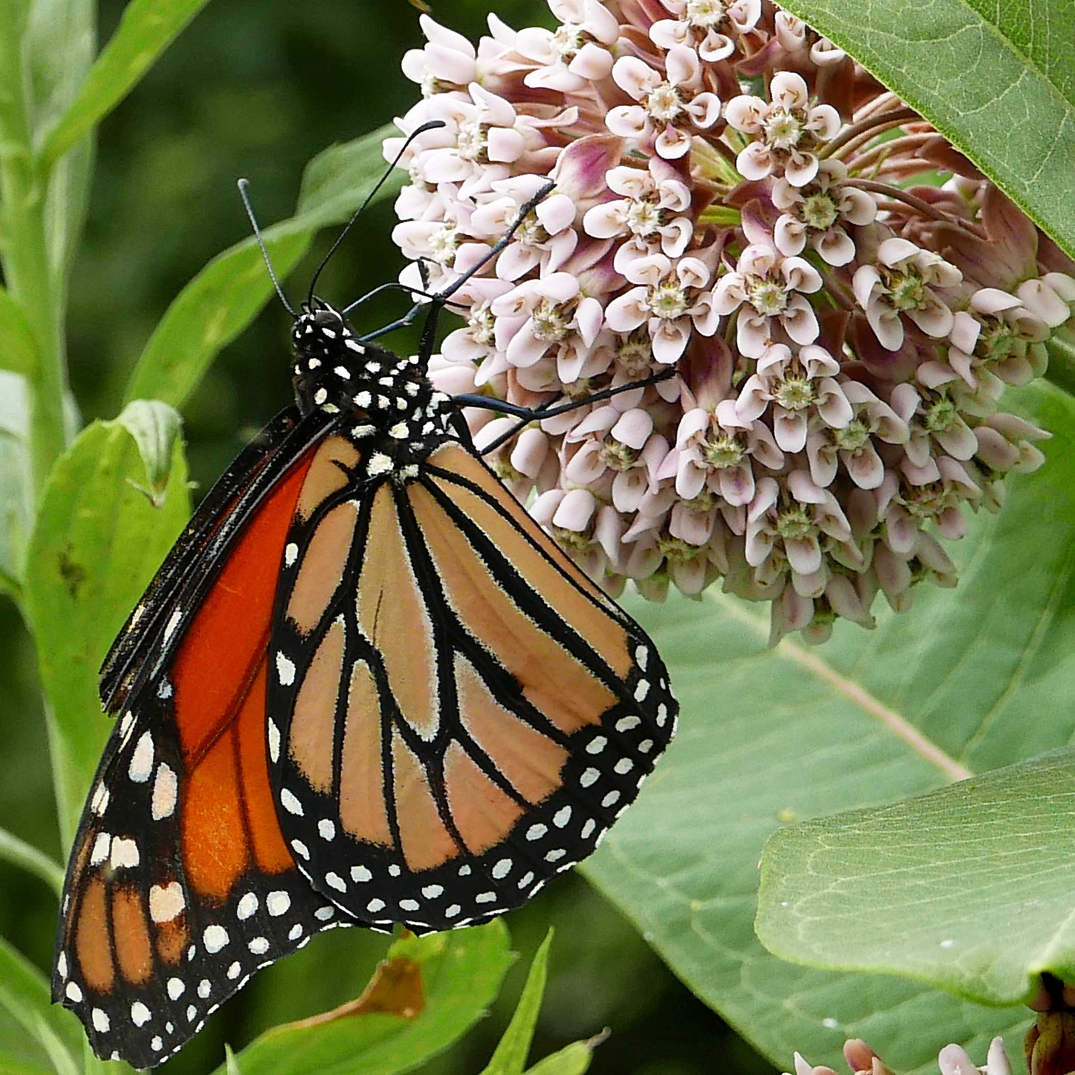The clustered flowers and the foliage (that is food for developing caterpillars) of Asclepias syriaca in Simpson's Pollinator Garden in June attracts monarch butterflies. Common milkweed's intoxicating flower fragrance attracts moths and bees, the latter which are its most important pollinators.