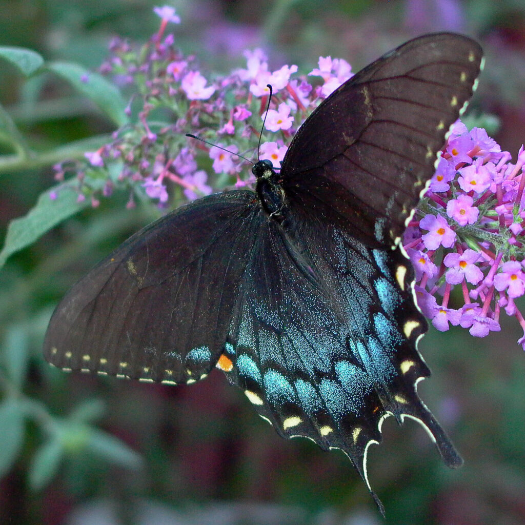 Eastern tiger swallowtail (Papilio glaucus) dark form female mimics the poisonous pipevine swallowtail (Battus philenor).