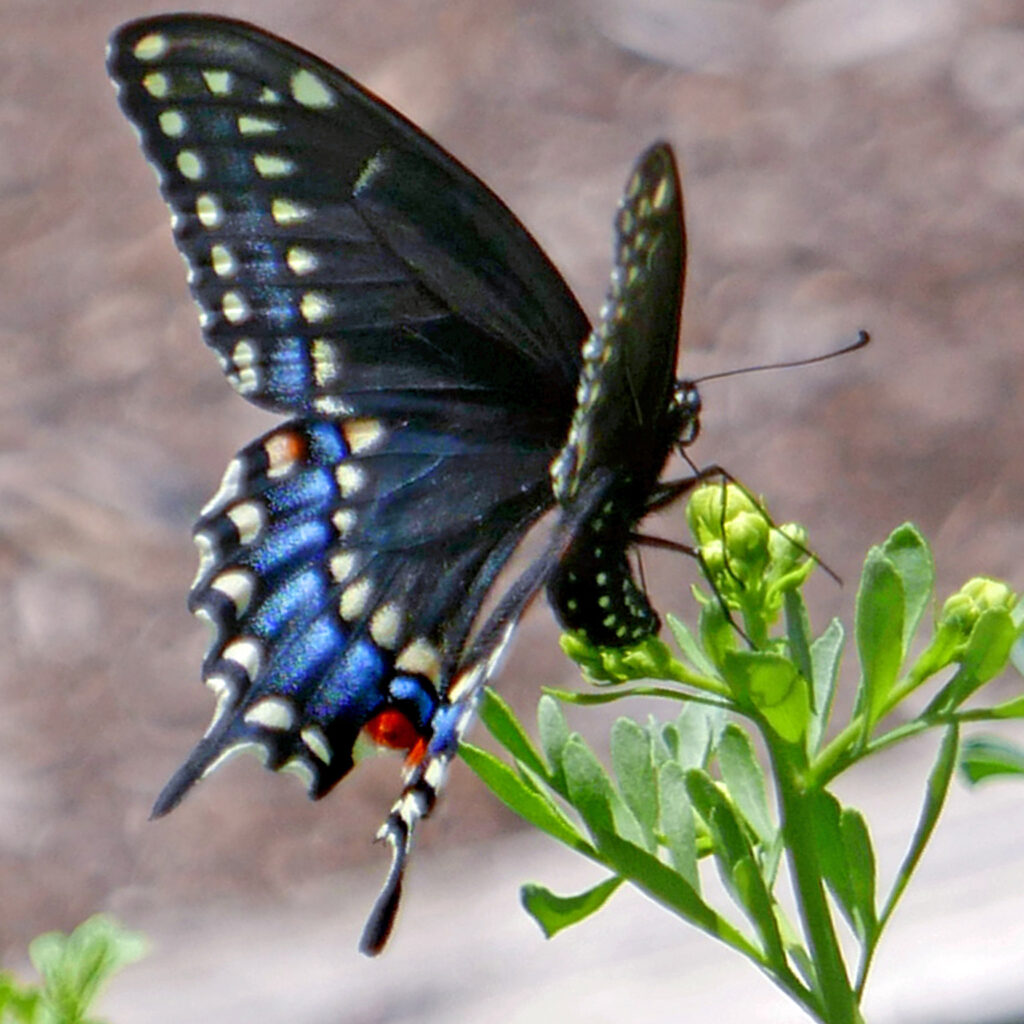 Eastern black swallowtail (Papilio polyxenes) butterfly mimics the poisonous pipevine swallowtail (Battus philenor). Here it is attracted to host plant rue