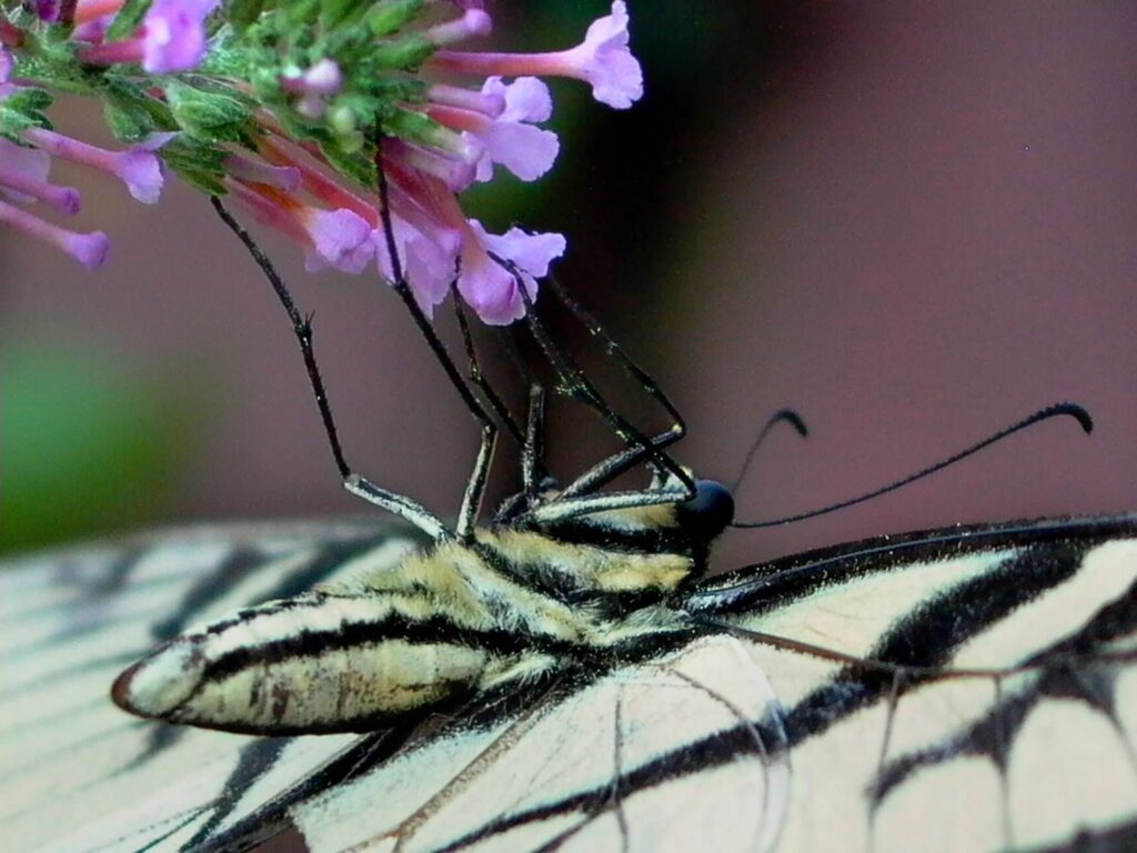 Ventral view of male eastern tiger swallowtail.