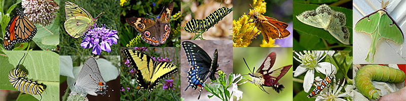 Collage of Lepidoptera