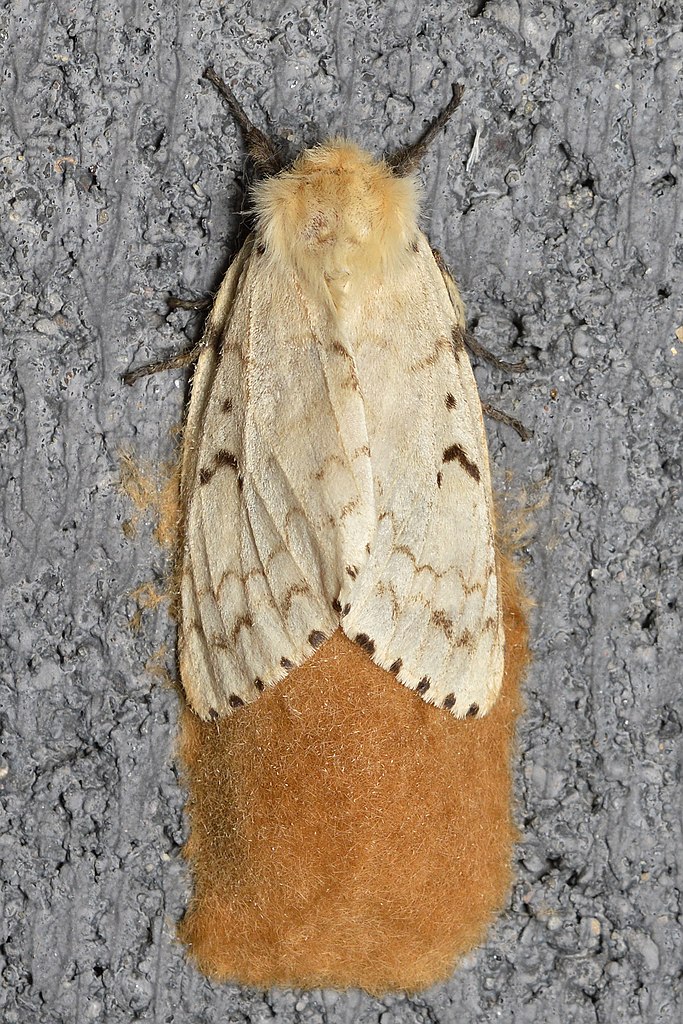 Female spongy moth (Lymantria dispar) with egg mass.