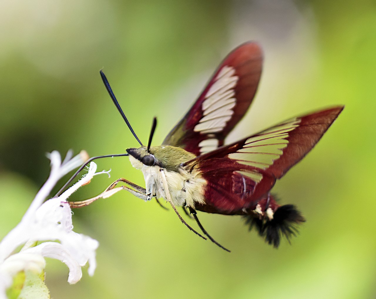 Hemaris thysbe (hummingbird clearwing moth). Photo courtesy of Shenandoah National Park