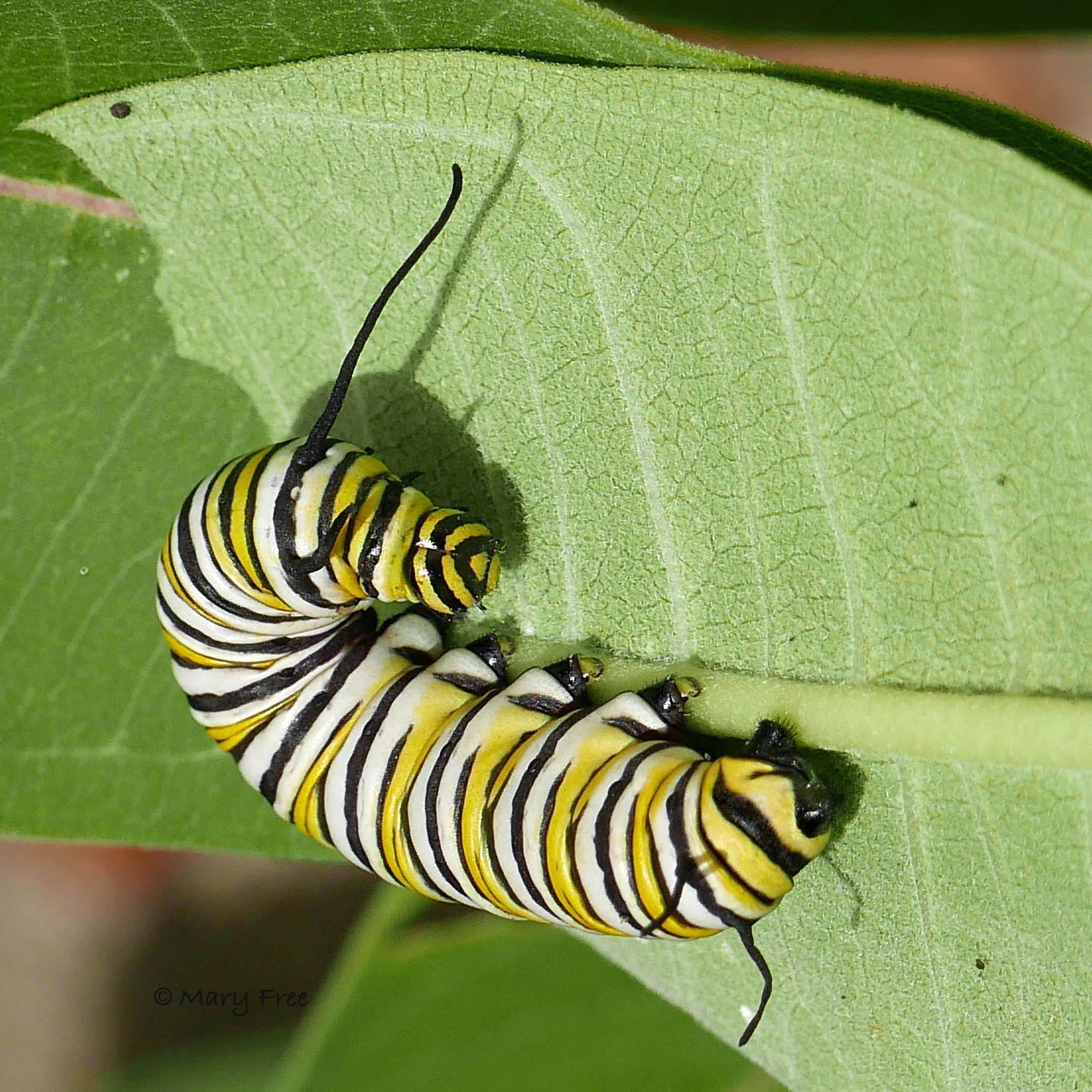 Monarch caterpillar on Asclepias syriaca