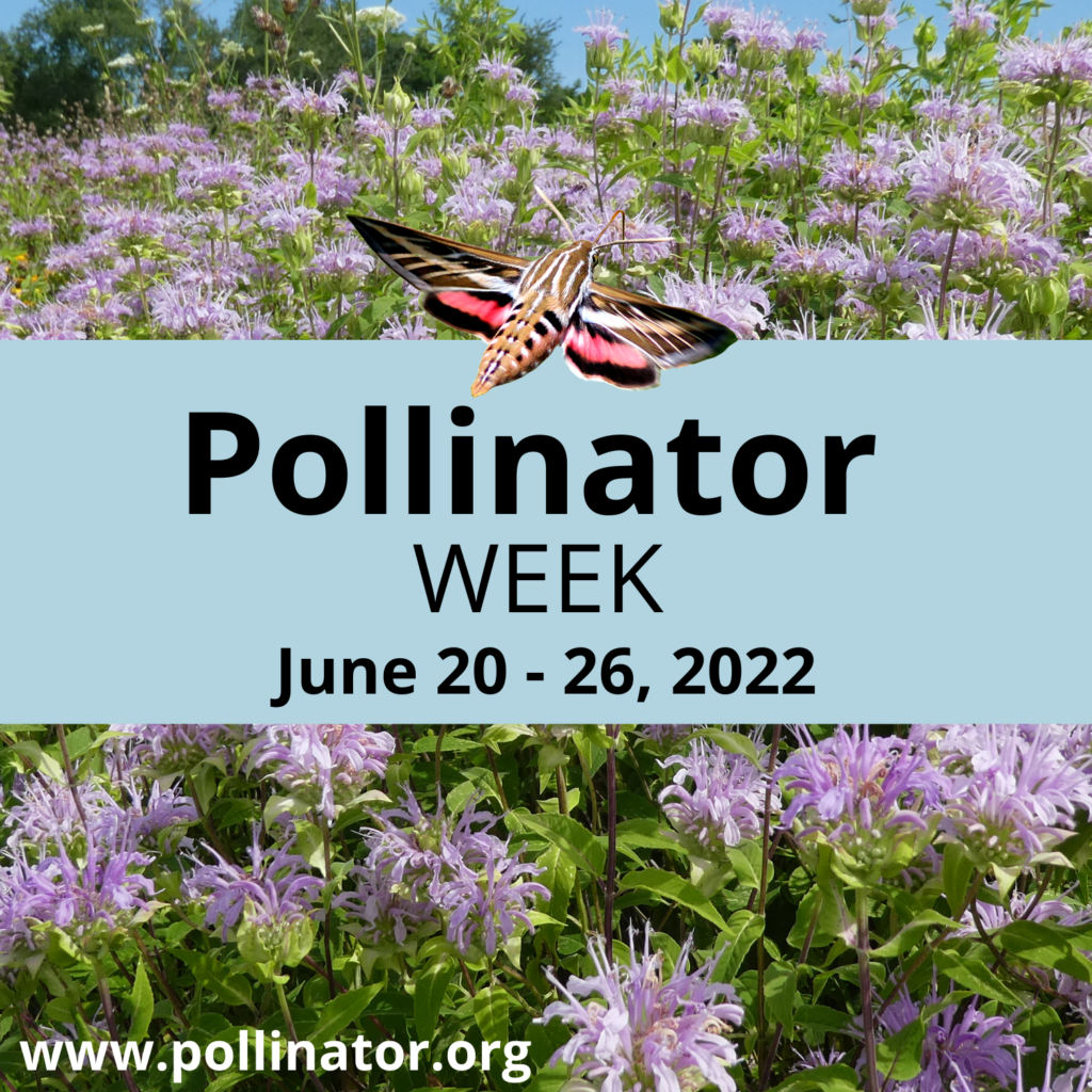 Pollinator Week June 20-26, 2022