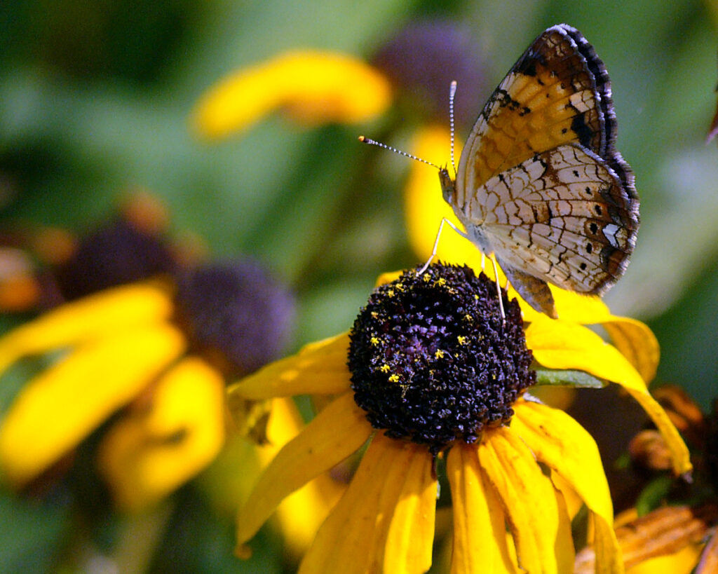 Pearl crescent butterfly on Rudbeckia fulgida (orange coneflower).