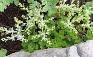 Flowers and buds of Sedum ternatum at the National Garden, U. S. Botanic Garden in April.