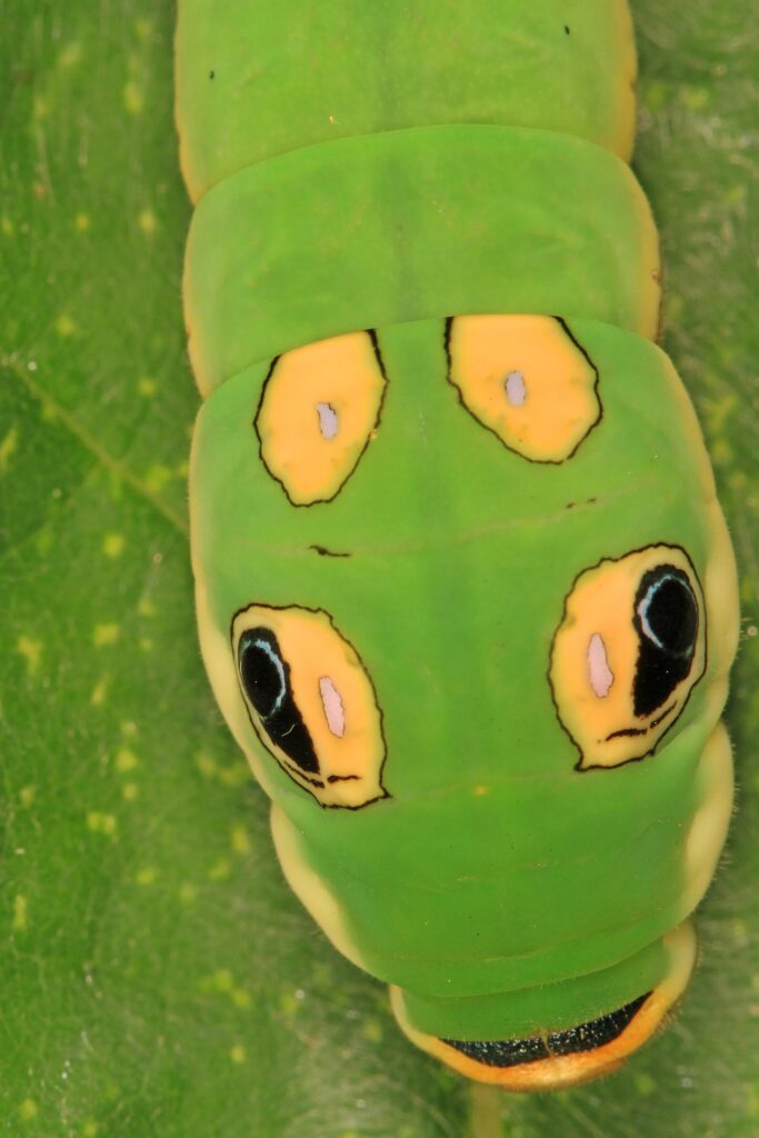 Some caterpillars, like the spicebush swallowtail (Papilio troilus), have eyespots.