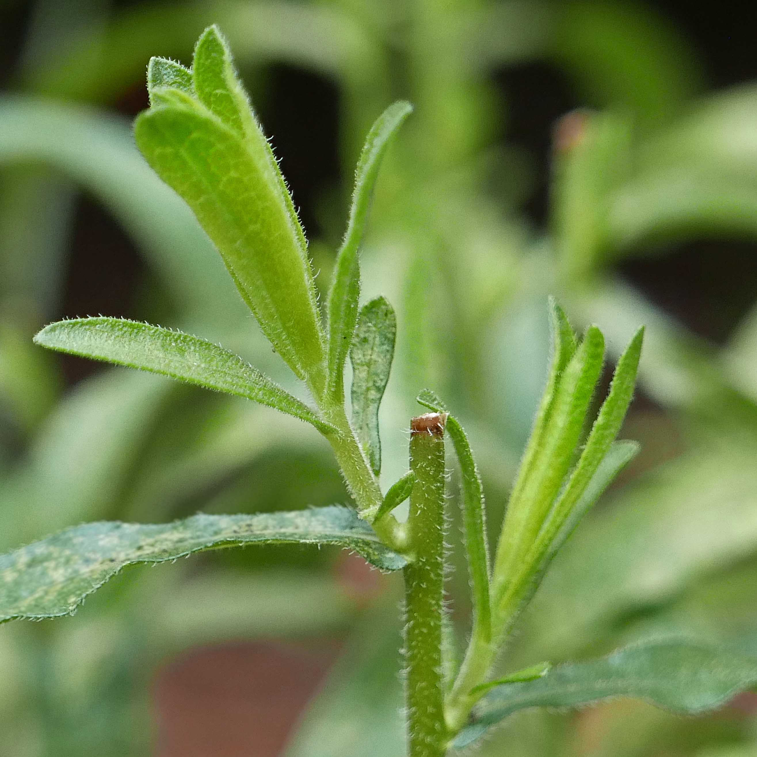 Symphyotrichum oblongifolium (aromatic aster) pinched back to promote bushy habit in May.