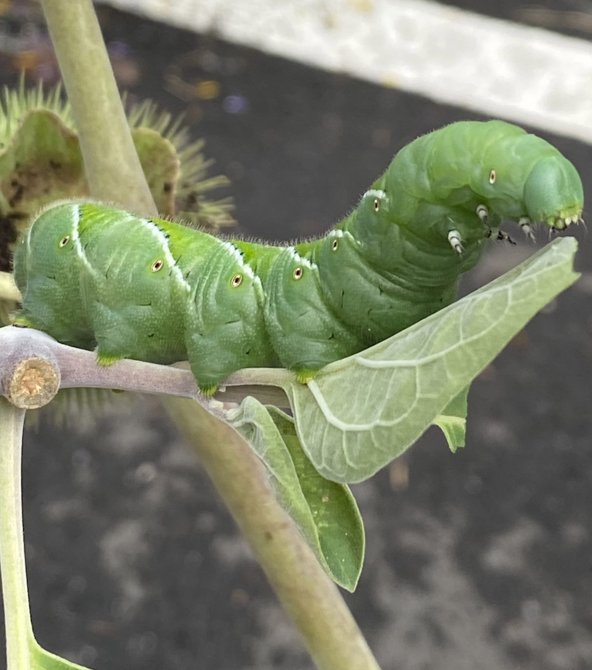 A tobacco hornworm caterpillar (Manduca sexta) on Datura innoxia in September.
