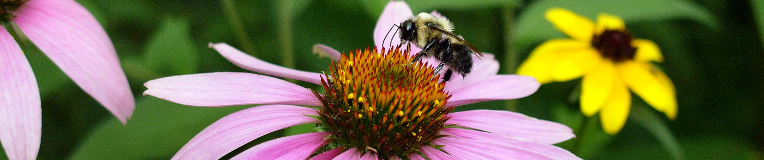 Purple Coneflower with common Eastern bumble bee
