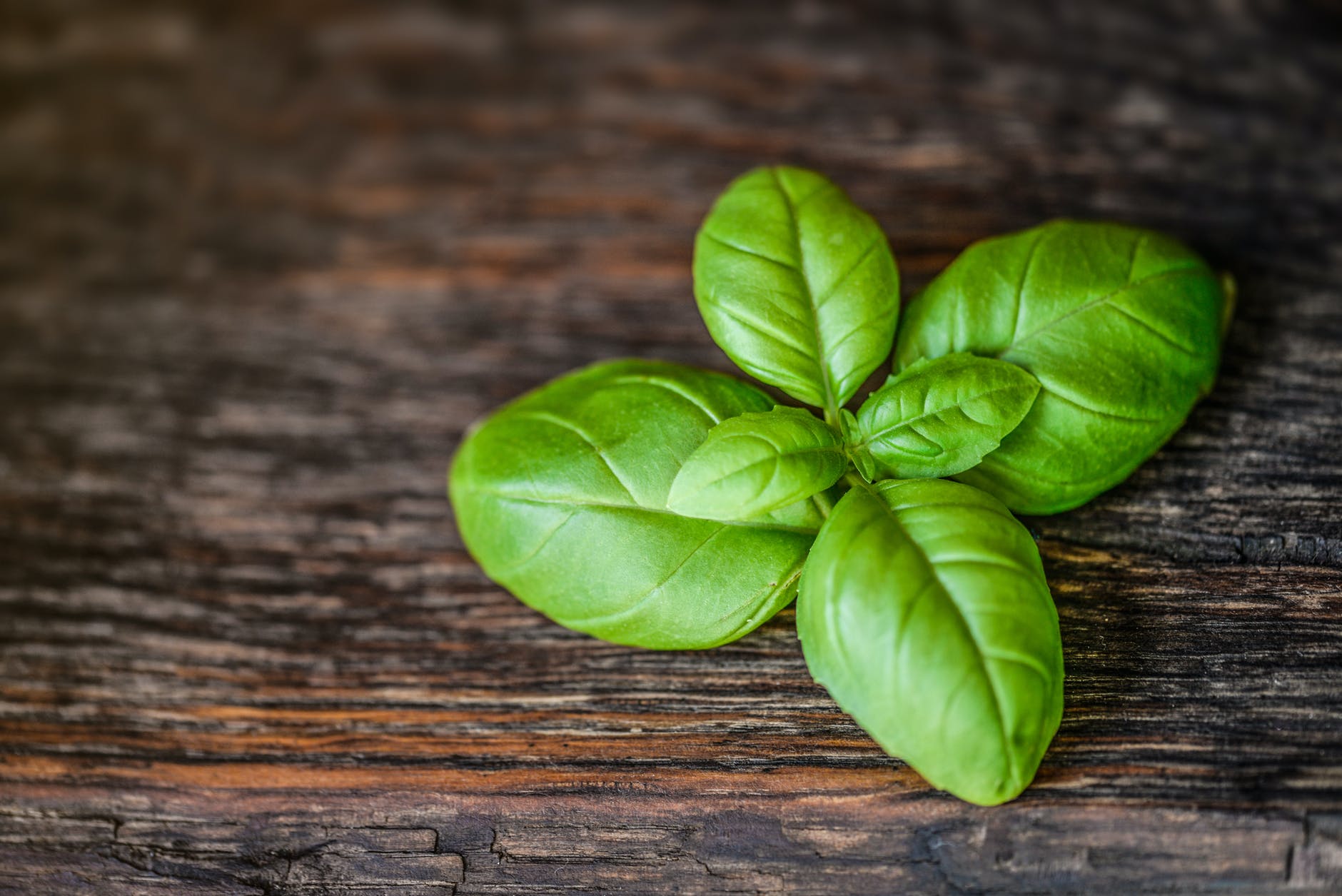 green basil leaves