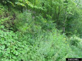 Butterfly Bush infestation in a natural area.