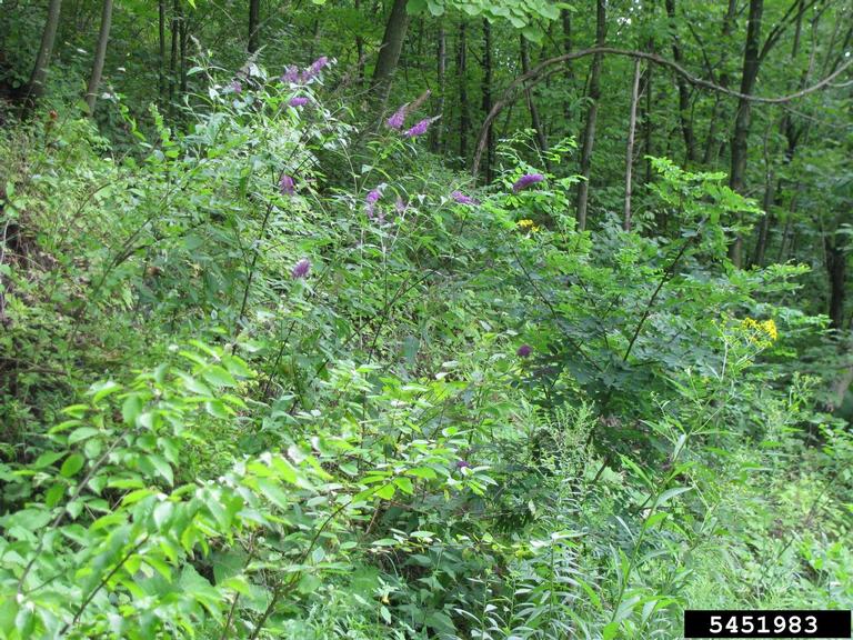 Butterfly Bush infestation in a natural area.