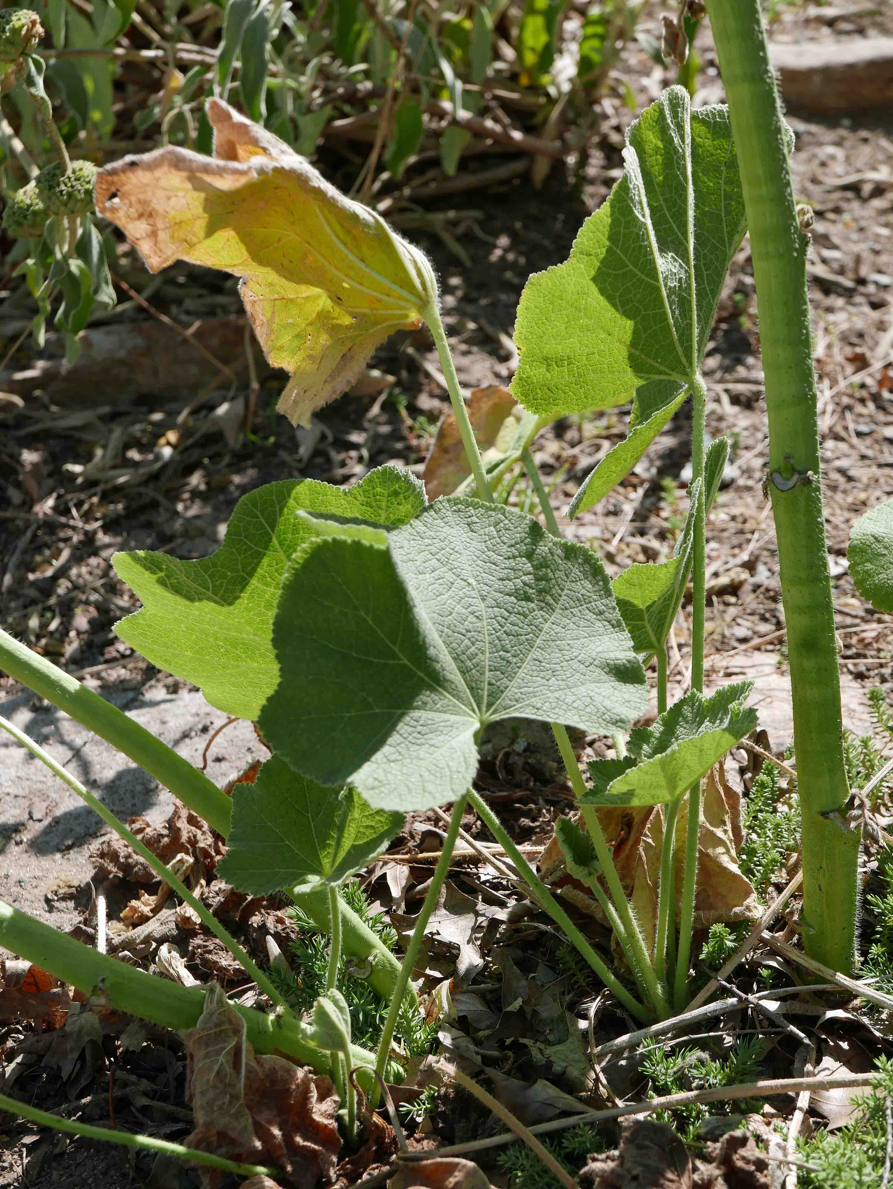 Basal leaves of Alcea rosea (hollyhock) in June
