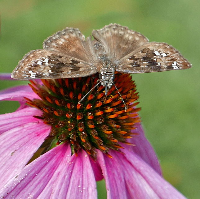 Horace's duskywing on Echinacea purpurea (purple coneflower) in July.