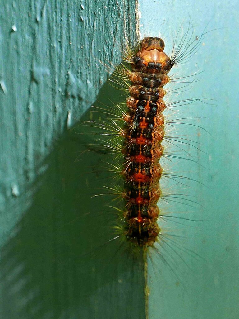 spongy moth (Lymantria dispar) caterpillar