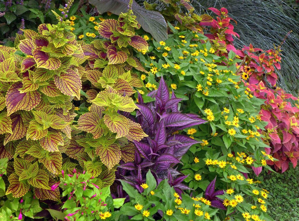 Coleus, Strobilanthes dyerianus, Melampodium divaricatum, and Mirabilis jalapa 'Limelight'.