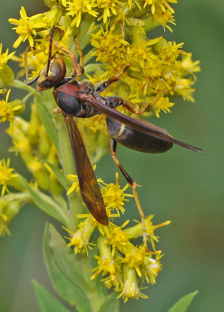 Polistes metricus wasp - photo by Judy Gallagher from Flickr