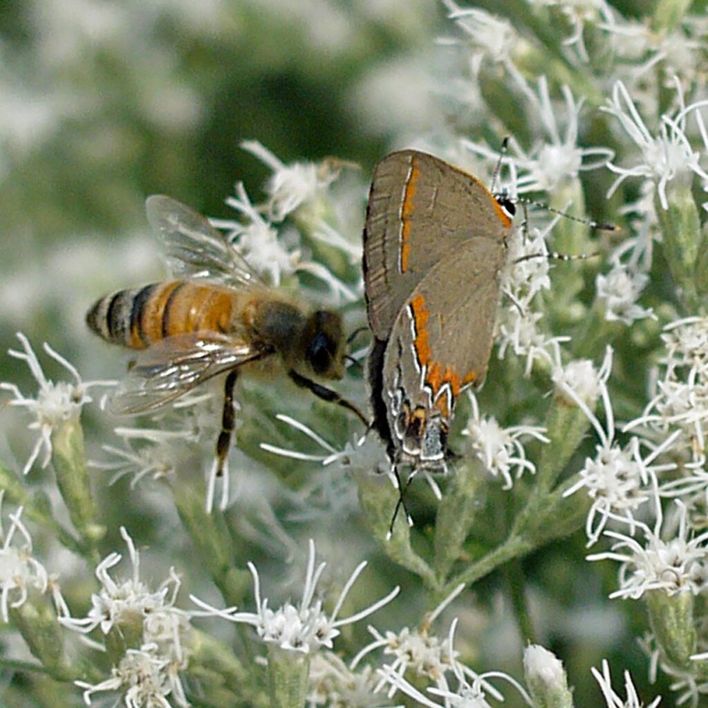 Red-banded hairstreak and honey bee on Eupatorium hyssopfolium in August. 