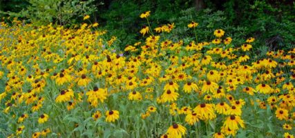 Mass of Rudbeckia hirta (Black-eyed Susan) flowers in July.