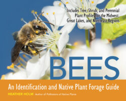 Bees:  An Identification and Native Plant Forage Guide by Heather Holm