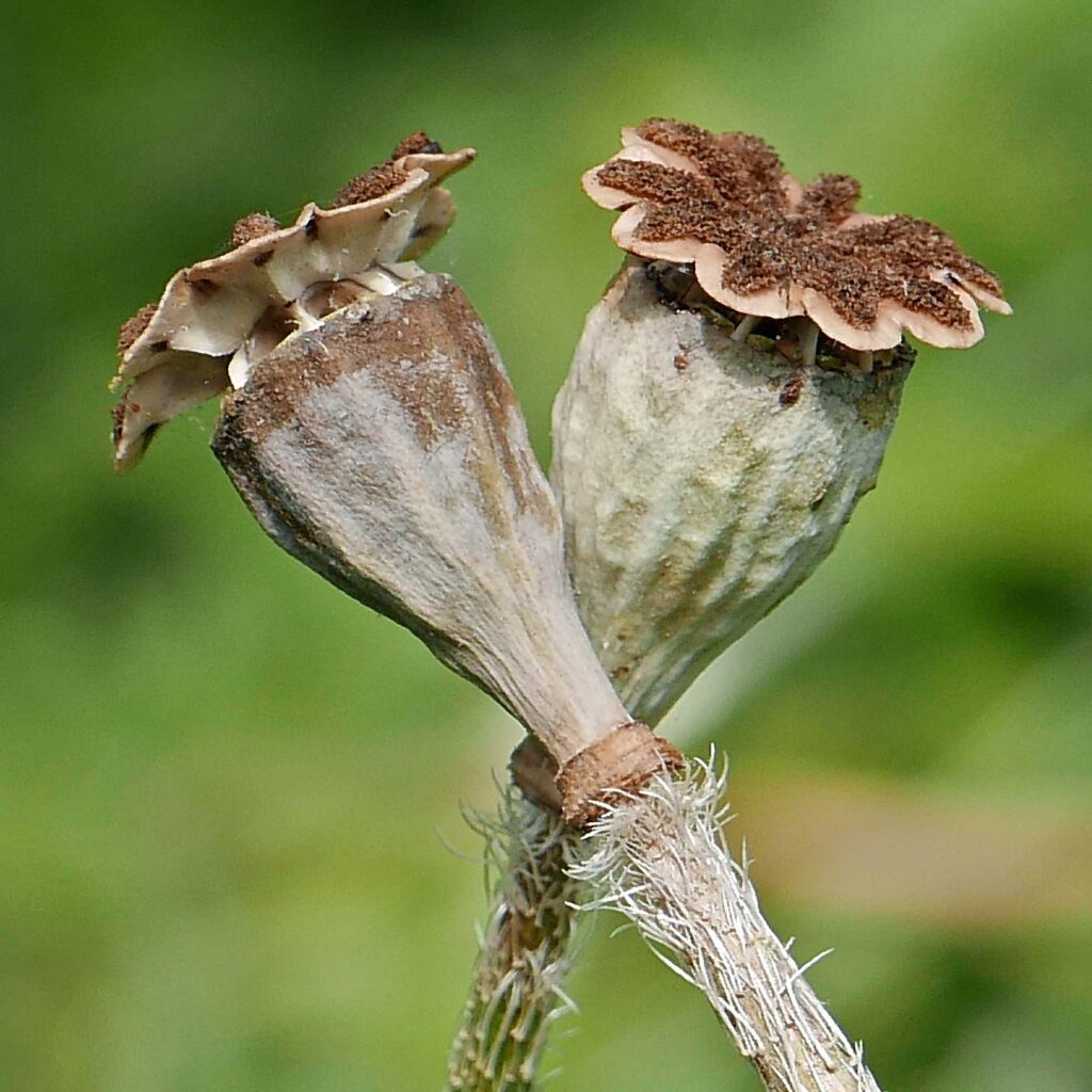 Dehisced capsules of Papaver orientale (Oriental poppy) in June.