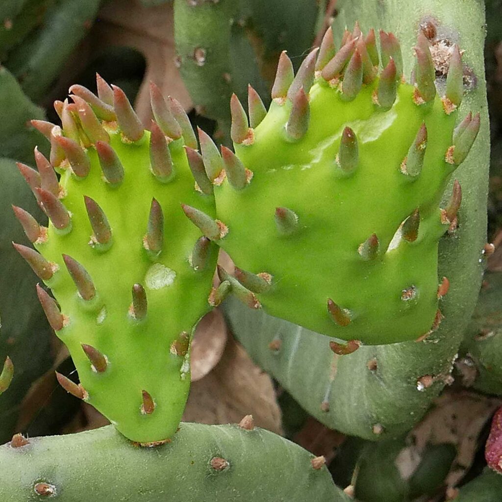 Short-lived true leaves and glochids emerging from areoles of Opuntia humifusa (eastern prickly pear)
