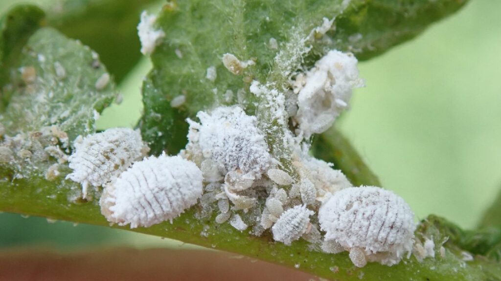 Mealybug
Whitney Cranshaw, Colorado State University, Bugwood.org