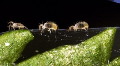 Two spotted spider mite
David Cappaert, Bugwood.org