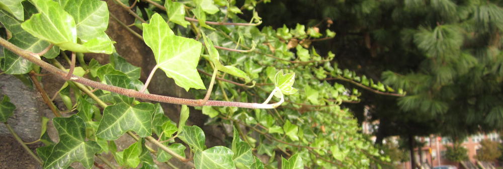 Hedera helix (English Ivy) on wall. Photo by Elaine Mills
